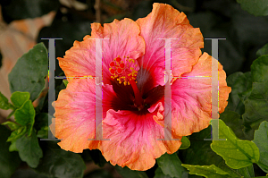 Picture of Hibiscus rosa-sinensis 'Erin Rachael'