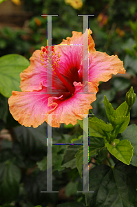 Picture of Hibiscus rosa-sinensis 'Erin Rachael'