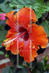 Picture of Hibiscus rosa-sinensis 'Caleb'