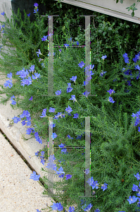 Picture of Leschenaultia biloba 