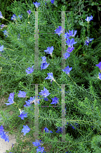 Picture of Leschenaultia biloba 