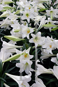 Picture of Lilium longiflorum 