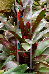 Picture of Neoregelia x 'Royal Burgundy'