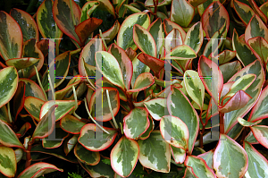 Picture of Peperomia obtusifolia 'Variegata'