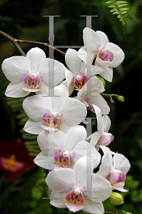 Picture of Phalaenopsis x 'Mendenhall'