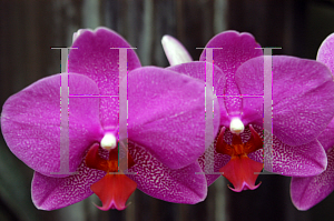 Picture of Phalaenopsis x 