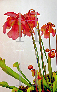 Picture of Sarracenia x catesbaei 