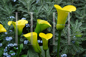 Picture of Zantedeschia  'Golden Chalice'