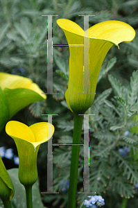 Picture of Zantedeschia  'Golden Chalice'