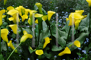 Picture of Zantedeschia  'Golden Chalice'