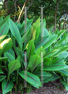 Picture of Curcuma zedoaria 