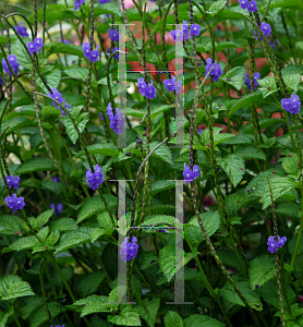 Picture of Stachytarpheta cayennensis 