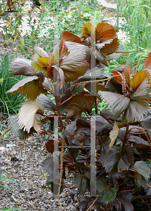 Picture of Acalypha wilkesiana 'Raggedy Anne'