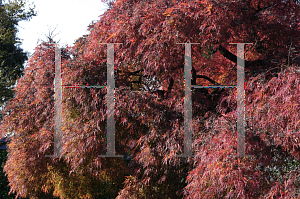 Picture of Acer palmatum (Dissectum Group) 'Atrovariegatum Dissectum'