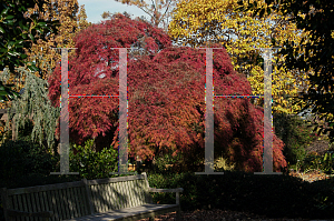 Picture of Acer palmatum (Dissectum Group) 'Atrovariegatum Dissectum'