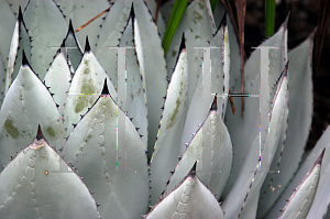 Picture of Agave parryi  var. huachucensis 