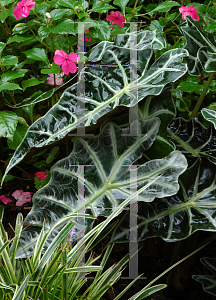 Picture of Alocasia x amazonica 'Polly'