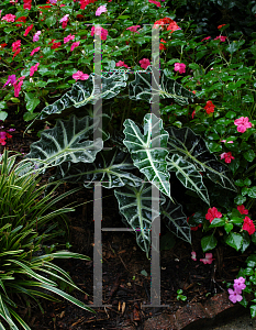 Picture of Alocasia x amazonica 'Polly'