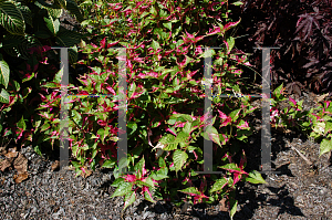Picture of Alternanthera ficoidea 'Party Time'