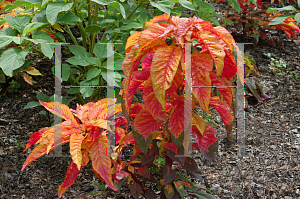 Picture of Amaranthus tricolor 'Illumination'