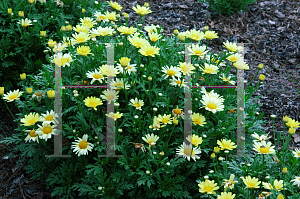 Picture of Argyranthemum  'Sunlite'