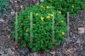 Picture of Bidens ferulifolia 'Marietta Gold Spark'