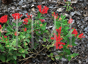 Picture of Bouvardia ternifolia 