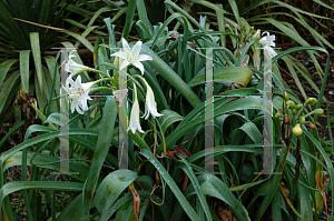 Picture of Crinum bulbispermum 