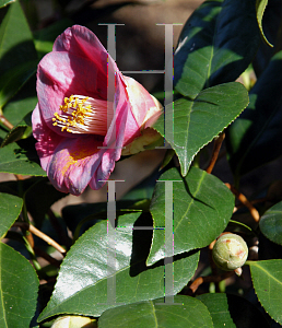 Picture of Camellia japonica 'Unryu'
