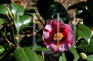 Picture of Camellia japonica 'Unryu'