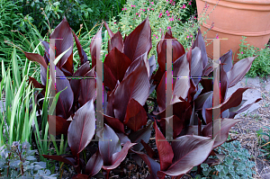 Picture of Canna x generalis 'Australia'