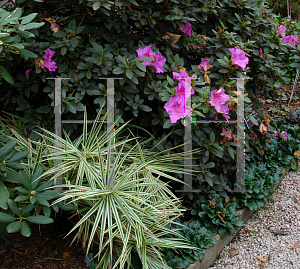 Picture of Carex phyllocephala 'Sparkler'