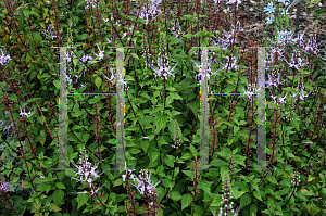 Picture of Clerodendranthus spicatus 