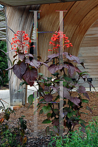 Picture of Clerodendrum paniculatum 'Borneo Sunset'