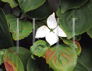 Picture of Cornus kousa 'Elizabeth Lustgarten'