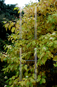 Picture of Cornus sanguinea 'Midwinter Fire'