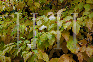 Picture of Cornus sanguinea 'Midwinter Fire'