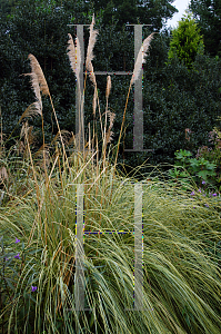 Picture of Cortaderia selloana 'Aureolineata'