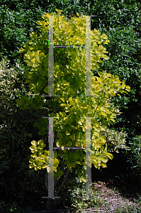 Picture of Cotinus coggygria 'Golden Spirit'