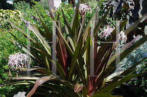 Picture of Crinum asiaticum var. procerum 