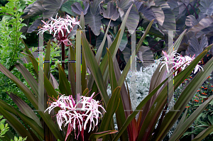 Picture of Crinum asiaticum var. procerum 