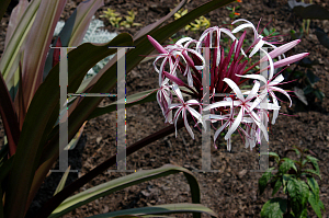 Picture of Crinum asiaticum var. procerum 