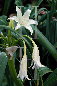 Picture of Crinum bulbispermum 