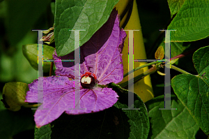 Picture of Dalechampia dioscoreifolia 