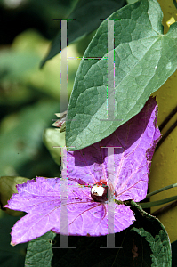 Picture of Dalechampia dioscoreifolia 