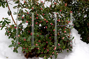 Picture of Daphne odora 'Aureo Marginata'