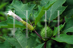 Picture of Datura stramonium 