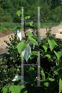 Picture of Davidia involucrata 