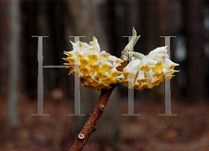 Picture of Edgeworthia chrysantha 