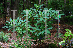 Picture of Edgeworthia chrysantha 